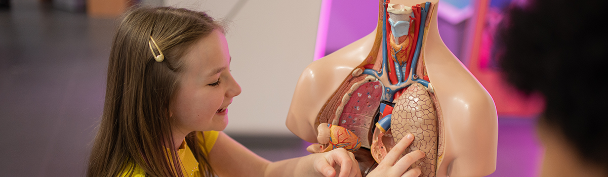 Child plays with body parts exhibit