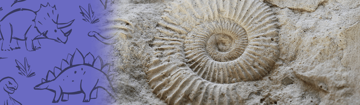 an ammonite fossil