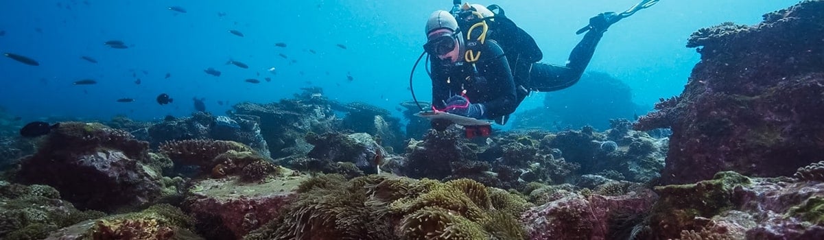 A diver exploring the corals undersea