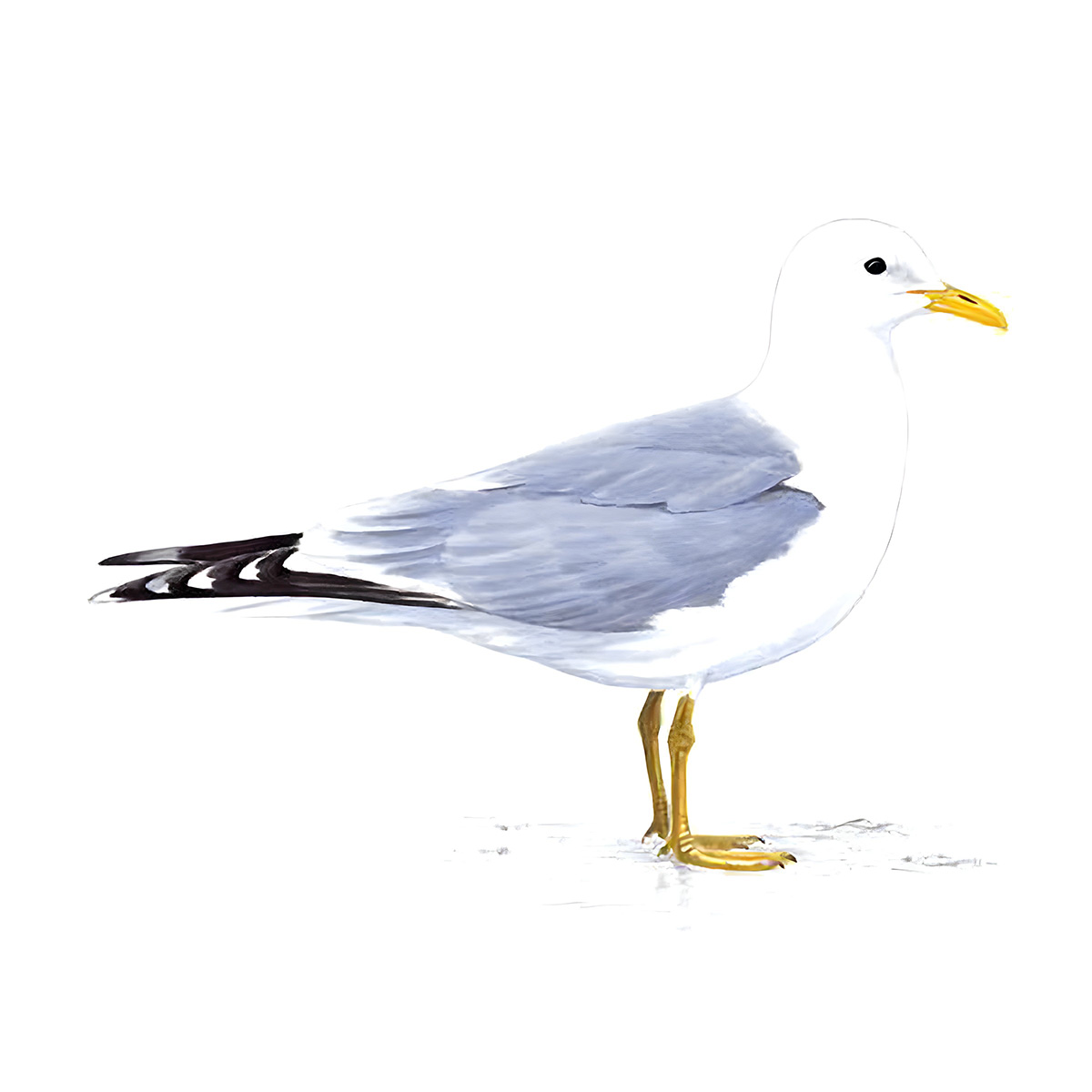 An illustration of a Common Gull. Image Credit: RSPB.
