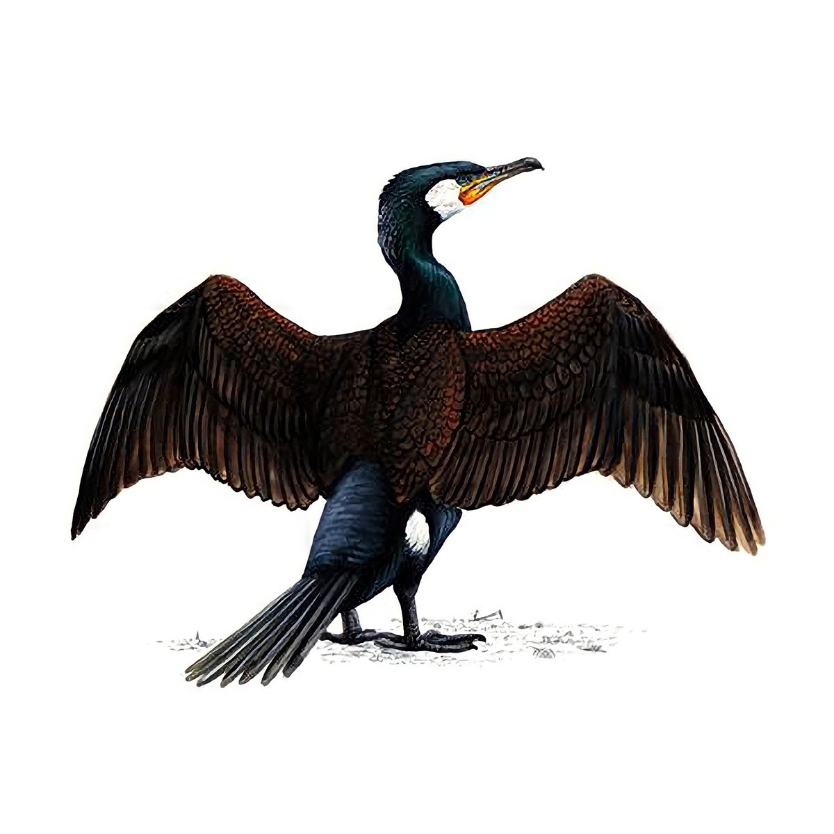 An illustration of a Cormorant. Image credit: RSPB.