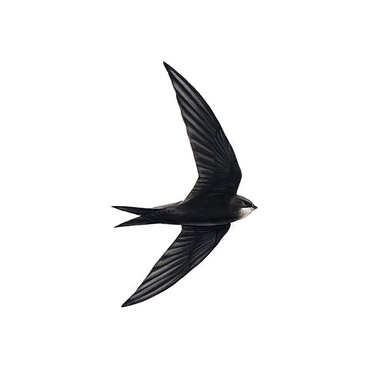 An illustration of a swift. Image Credit: RSPB