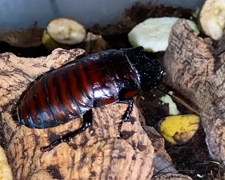 A Madagascan hissing cockroach