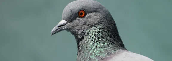 Grey pigeon close up