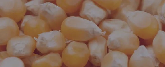 Popcorn kernels