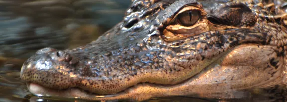 An American alligator in a Florida swamp