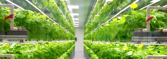 Plant vertical farms producing plant vaccines