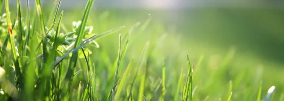 Macro Shot of Grass Field