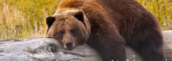 A Grizzly Bear in Alaska taking a rest on a fallen tree.