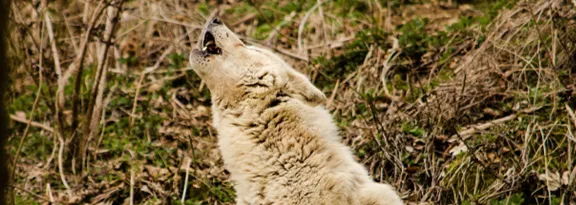 Grey white wolf howls at sky