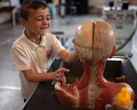 A pupil smiles as they explore a model of a human head and shoulders