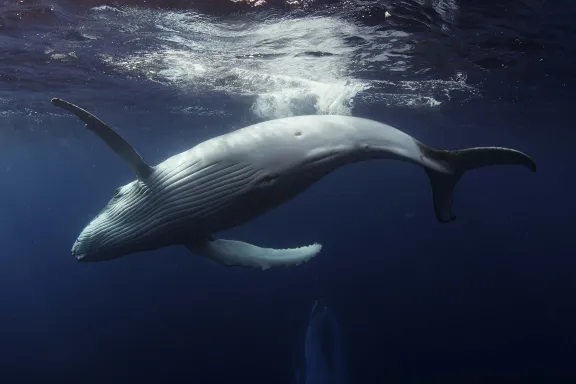 Still from Ocean Odyssey 3D showing a whale