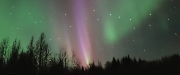 Aurora - green and pink lights dance above a forested skyline at night