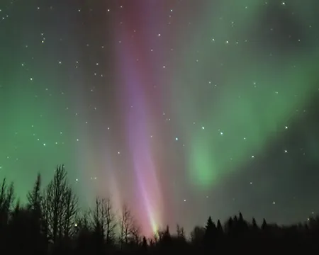 Aurora - green and pink lights dance above a forested skyline at night