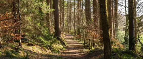 Autumn woodland walk