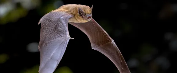 Flying Pipistrelle bat