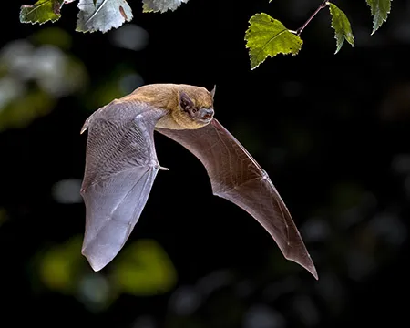 Flying Pipistrelle bat