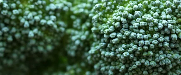 A macro shot of broccoli