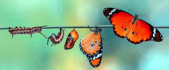 A twig with each stage of a caterpillar to butterfly transformation