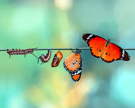 A twig with each stage of a caterpillar to butterfly transformation