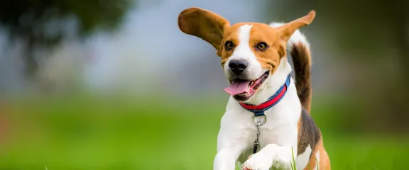 A dog (beagle) running across the grass