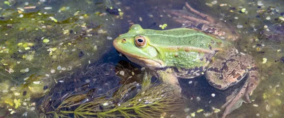 A green frog in water