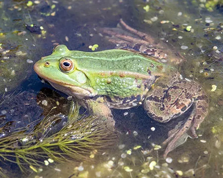 A green frog in water