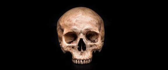 The frontview of a human skull