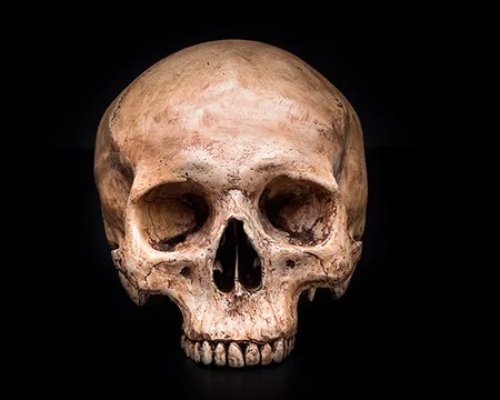 The frontview of a human skull