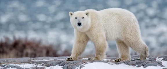 A polar bear