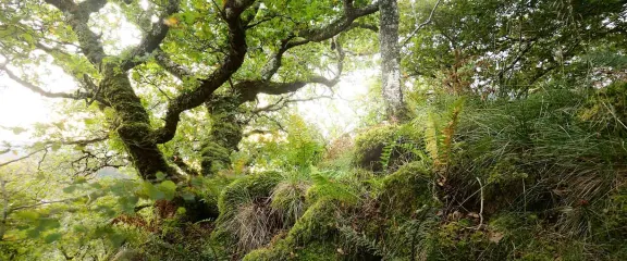 Scottish rainforest. Mighty trees, moss, plants, fern close-up.