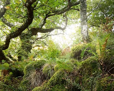 Scottish rainforest. Mighty trees, moss, plants, fern close-up.