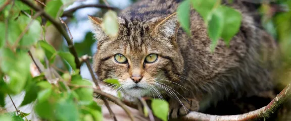 A Scottish wildcat looks through the leaves of tree