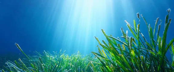 Sunlight passes through water to reach a lush green seagrass