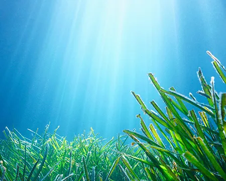 Sunlight passes through water to reach a lush green seagrass