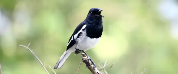 A singing magpie against a leafy background