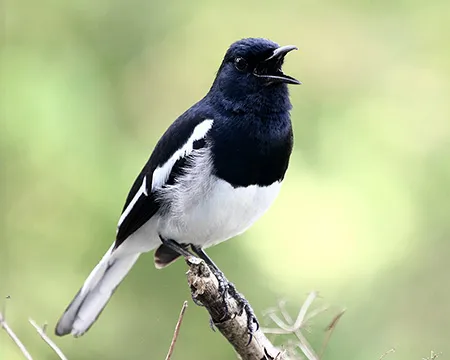 A singing magpie against a leafy background