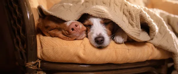 Sleeping dogs under a blanket on a couch