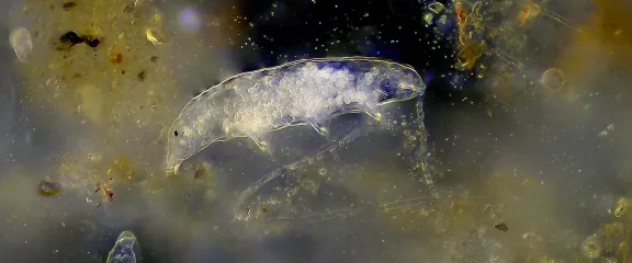 Tardigrade (water bear)