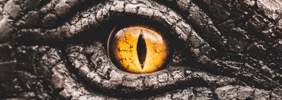 Closeup yellow eye of a dinosaur