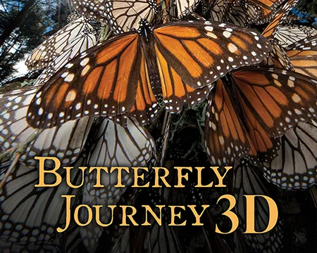 Butterfly Journey 3D poster